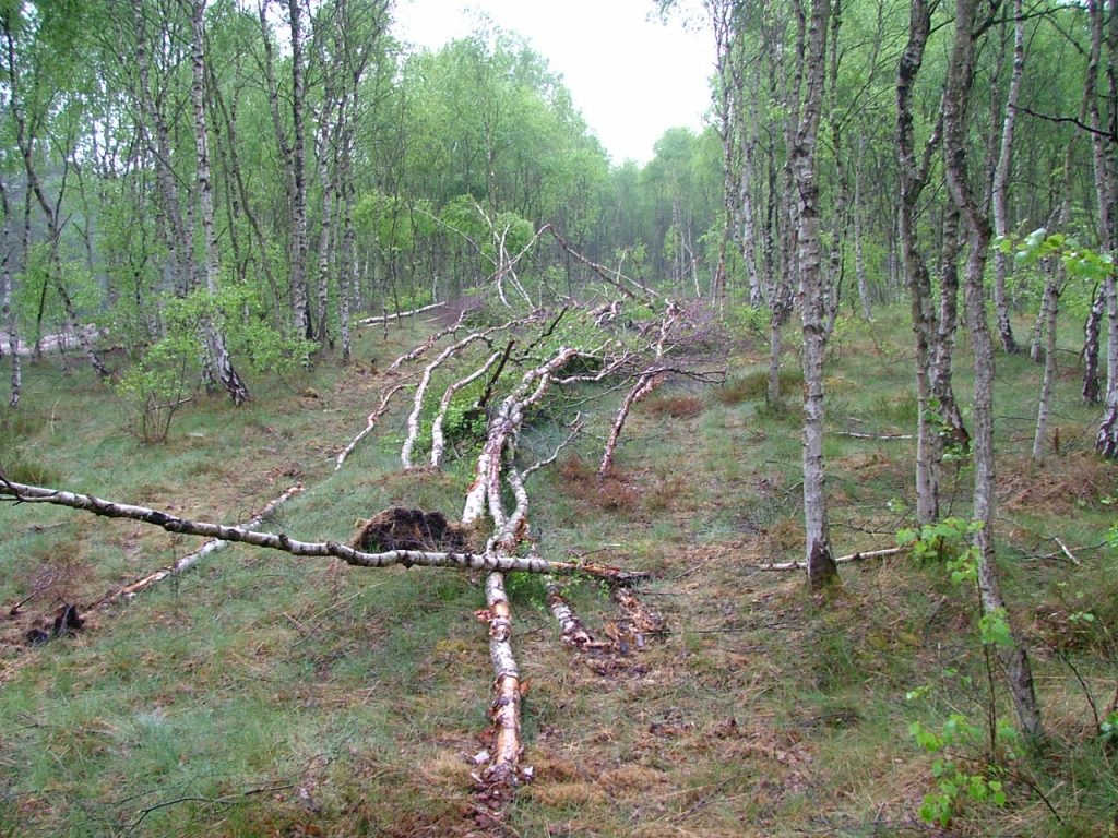 Spuren im Wald